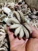 八爪鱼，1斤 商品缩略图1