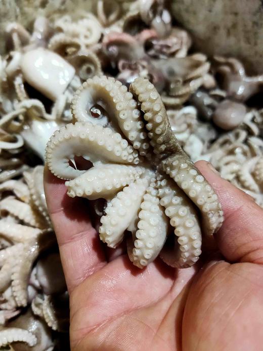 八爪鱼，1斤 商品图1