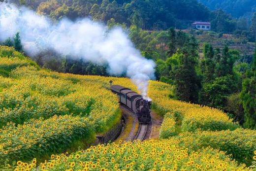 3-4月【四川】嘉阳蒸汽火车油菜花海、中江挂面村、药王谷辛夷花五天摄影 商品图3