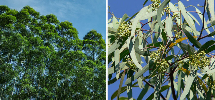 深海伊谷草补水面膜敷一次润两天