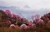 3-4月【四川】嘉阳蒸汽火车油菜花海、中江挂面村、药王谷辛夷花五天摄影 商品缩略图9