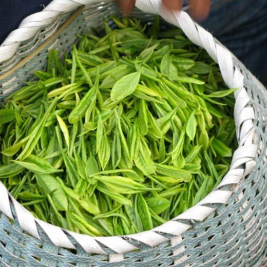 松针川茶华蓥山高山野生茶礼盒装120克新茶广安松芽四川广安特产茶叶