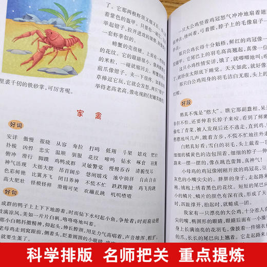 思维导图作文 中学生好词好句好段 商品图3