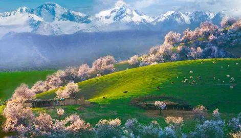 新疆伊犁河谷春色丨吐尔根&大西沟杏花花海、库姆塔格沙漠体验骑骆驼、西游记传奇“火焰山“、大西洋最后一滴眼泪”赛里木湖、那拉提空中草原、安集海大峡谷10天纯玩团 商品图0