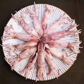 港岛姑娘 一口管码头直发小管鲜脆鲜甜海兔笔管鱿鱼肉质Q弹400g/盒活冻