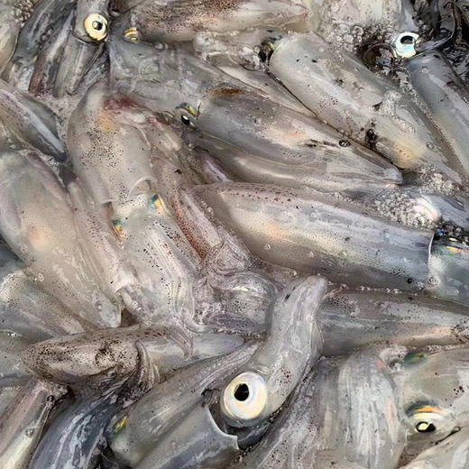 港岛姑娘 一口管码头直发小管鲜脆鲜甜海兔笔管鱿鱼肉质Q弹400g/盒活冻 商品图3