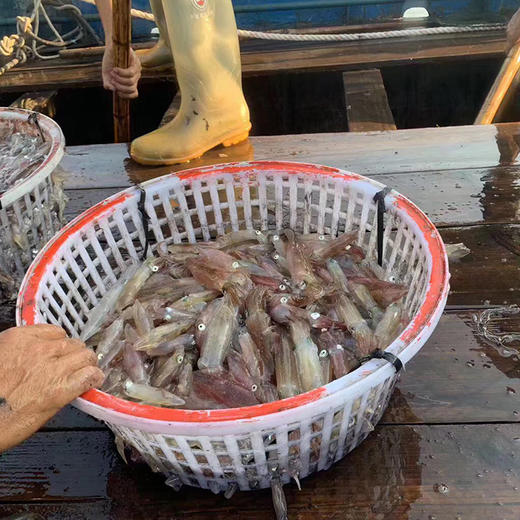 港岛姑娘 一口管码头直发小管鲜脆鲜甜海兔笔管鱿鱼肉质Q弹400g/盒活冻 商品图2