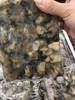 海蛎 商品缩略图2