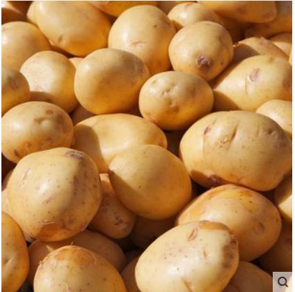 内蒙古黄心土豆2.5元/斤 商品图2