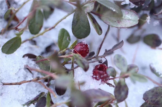 美国蔓越莓干 商品图1