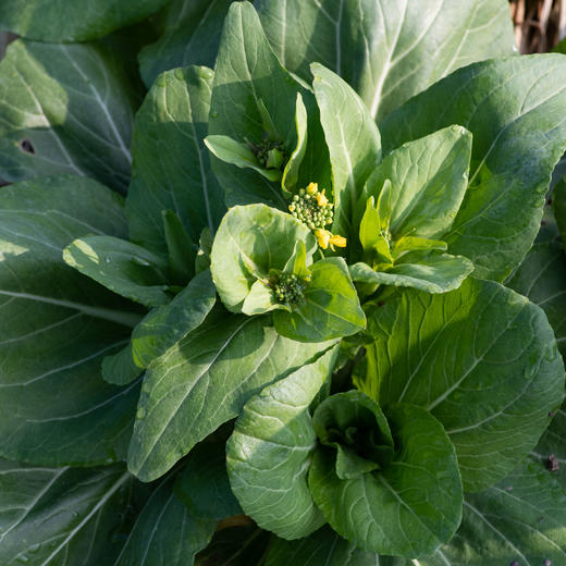 青菜心（大） 商品图3