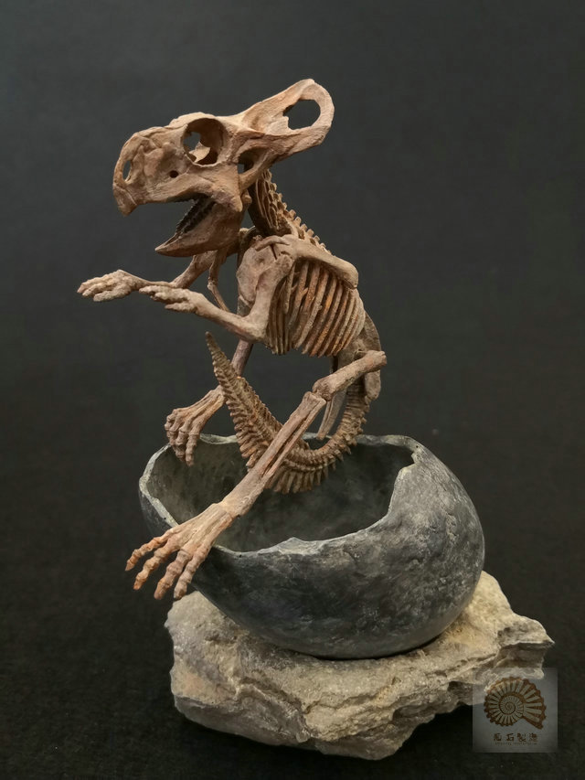 定制原角龙三角龙恐龙蛋骨架模型12cm菊石制造