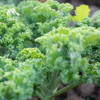 生态羽衣甘蓝 | 绿家自产*Ecological curly kale | In-House Production 商品缩略图3
