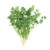 本地叶须（香菜） 商品缩略图4