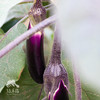 生态茄子 | 绿家自产 * Eco-aubergine | Self-production 商品缩略图0