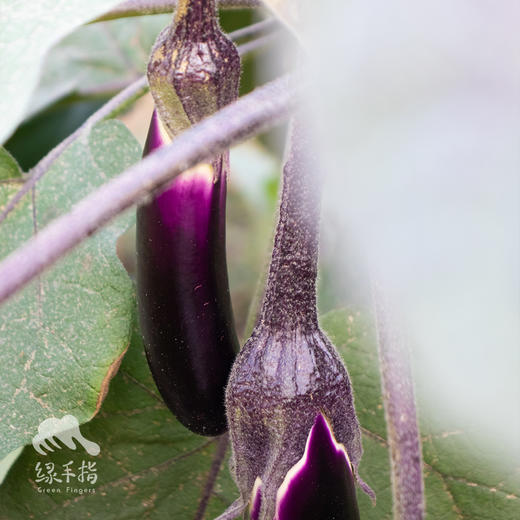 生态茄子 | 绿家自产 * Eco-aubergine | Self-production 商品图0