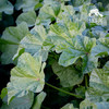 有机冬寒菜 | 绿家自产* Organic Malva verticillata | Self-production 商品缩略图0