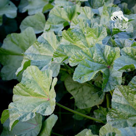 有机冬寒菜 | 绿家自产* Organic Malva verticillata | Self-production