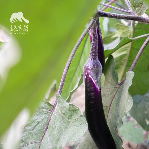 生态茄子 | 绿家自产 * Eco-aubergine | Self-production 商品图1