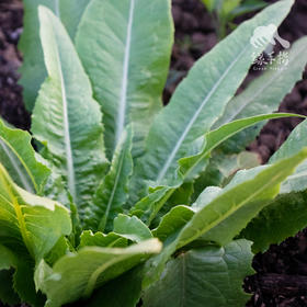 生态油麦菜 | 绿家自产*Ecological Leaf lettuce | Self-production