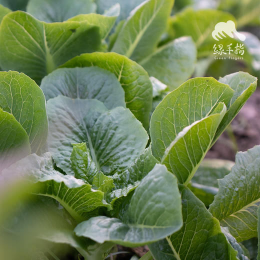 生态罗马生菜 | 绿家自产*Ecological Roma lettuce | Self-production 商品图0