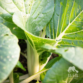 生态小白菜 | 绿家自产* ecological small Chinese cabbage | Self-production