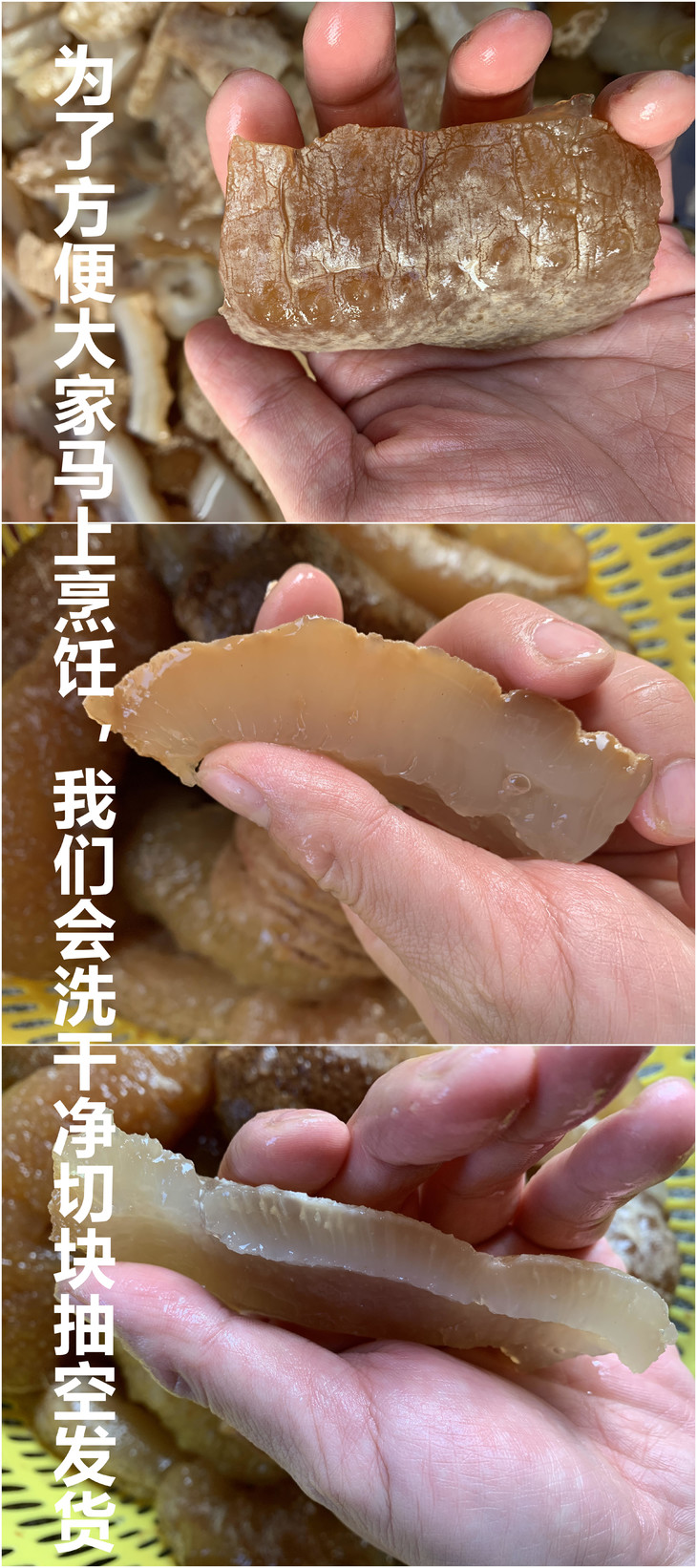 非洲野生黄玉海参