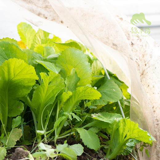 生态春芥菜 | 绿家自产 * ecological mustard | Self-production 商品图1