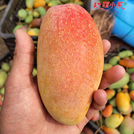 海南贵妃芒树上熟4斤装（9-18枚左右） 商品图7