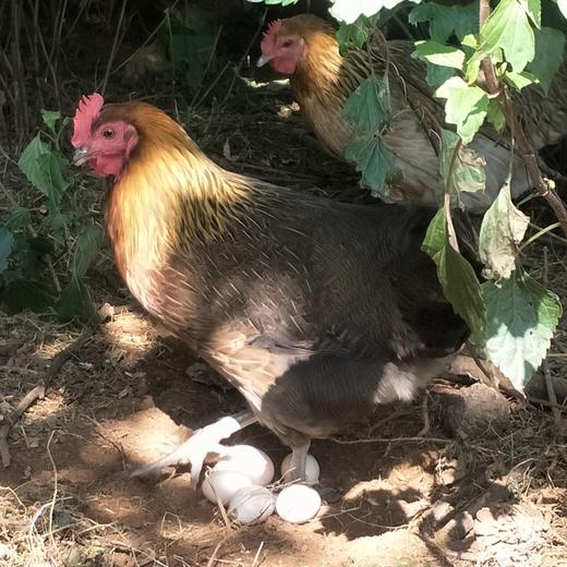 【云南走地铁脚麻鸡】顺丰到家  48小时之内发货 生鲜鸡肉 云海肴汽锅鸡同款 整只净重约4-4.5斤 商品图5