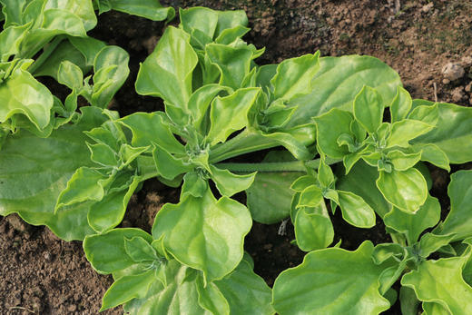 星辉时令蔬菜礼盒 商品图2