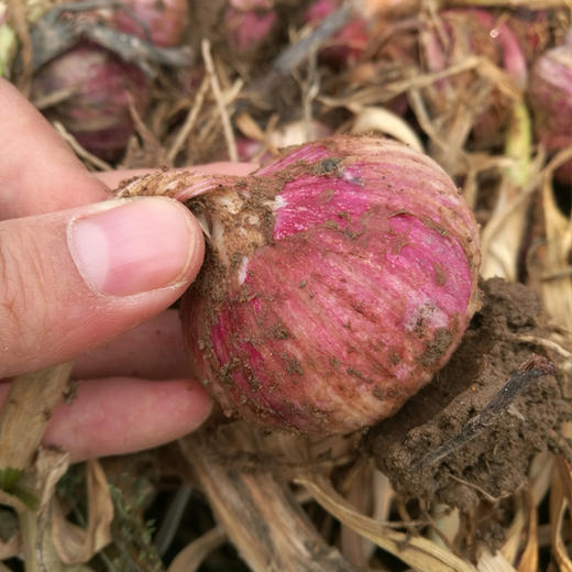 大理紫皮独头蒜 干蒜 富含花青素 蒜香浓郁 商品图4