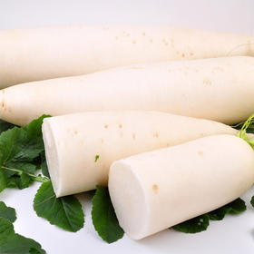 【城·食配】白萝卜 1根/份/1.25斤左右