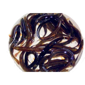 泥鳅1000g