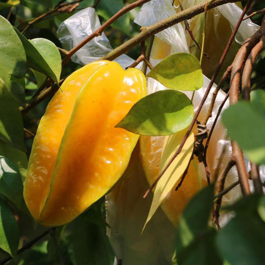 福建下河树上熟老树软枝杨桃 （4.5斤-5斤礼盒装） 商品图10