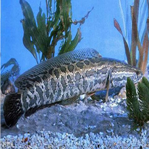 财鱼黑鱼500g 商品图0