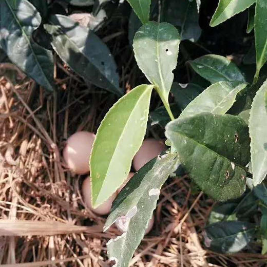 【下单后48小时发货】安徽黄山 深山土鸡蛋 60枚装 商品图3