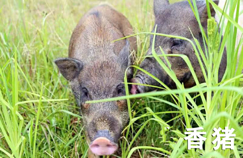 八乡农嫂香猪全猪宴