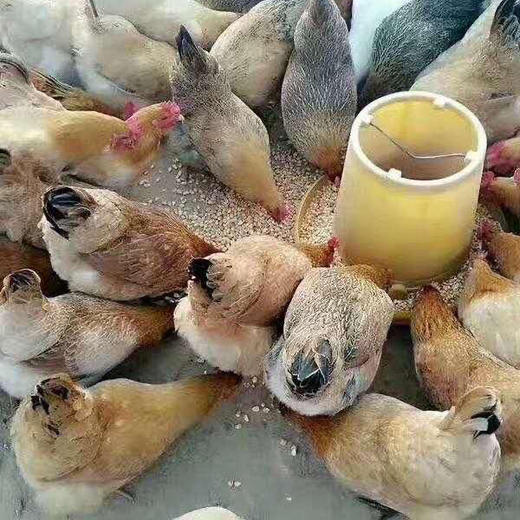 【下单后48小时发货】安徽黄山 深山土鸡蛋 60枚装 商品图4