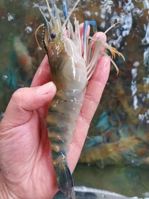 大号罗氏虾，一斤，10一12只左右 商品图1