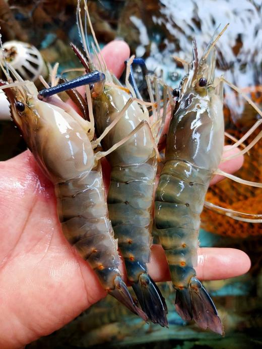 大号罗氏虾，一斤，10一12只左右 商品图0