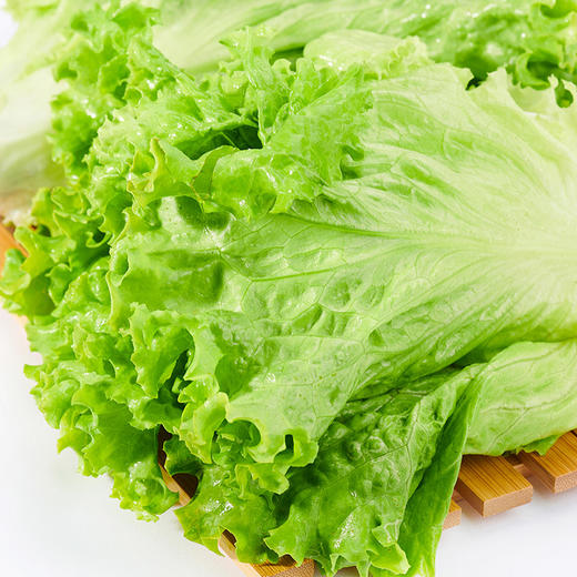 有机生菜 商品图3