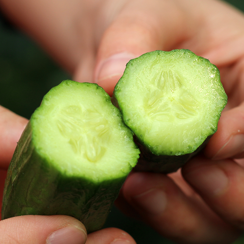 有机水果黄瓜