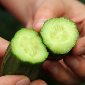 有机水果黄瓜