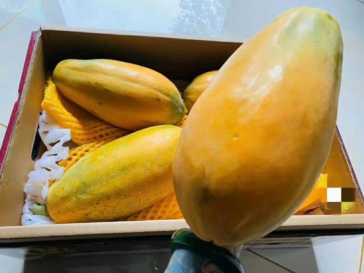 红心牛奶木瓜5斤装24个果饱满果肉现摘现卖