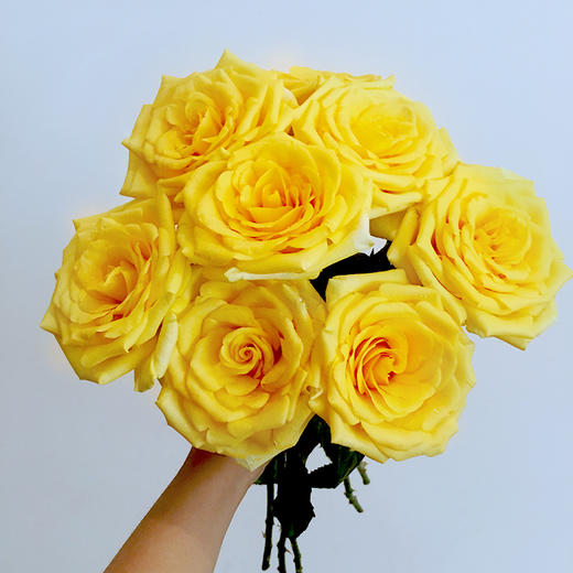 金枝玉叶玫瑰1扎/2扎 一扎20支 冷链包邮