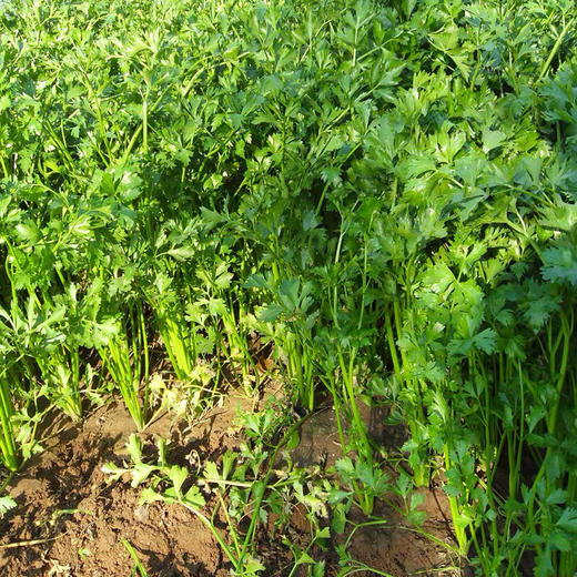 【本地蔬菜】药芹500g 商品图4