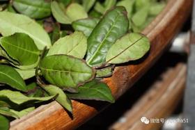 [茶识]武夷岩茶传统工艺"摇青"和"走水"，是决定做青质量的至要关键！！