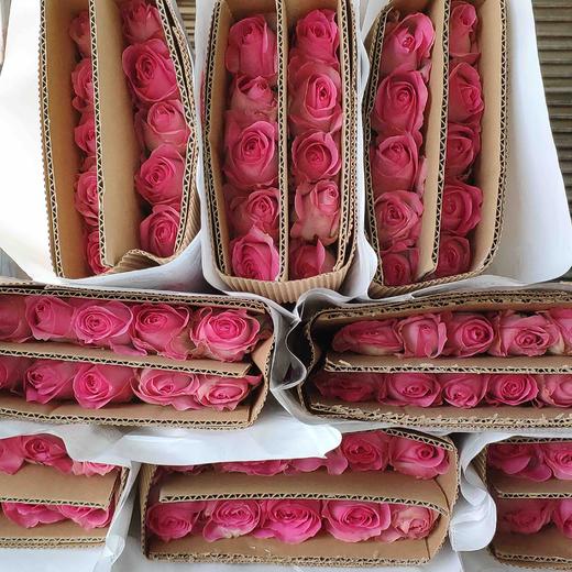 玫瑰 苏醒 A级 商品图0