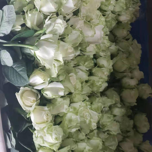 玫瑰 白雪山 A级 商品图2